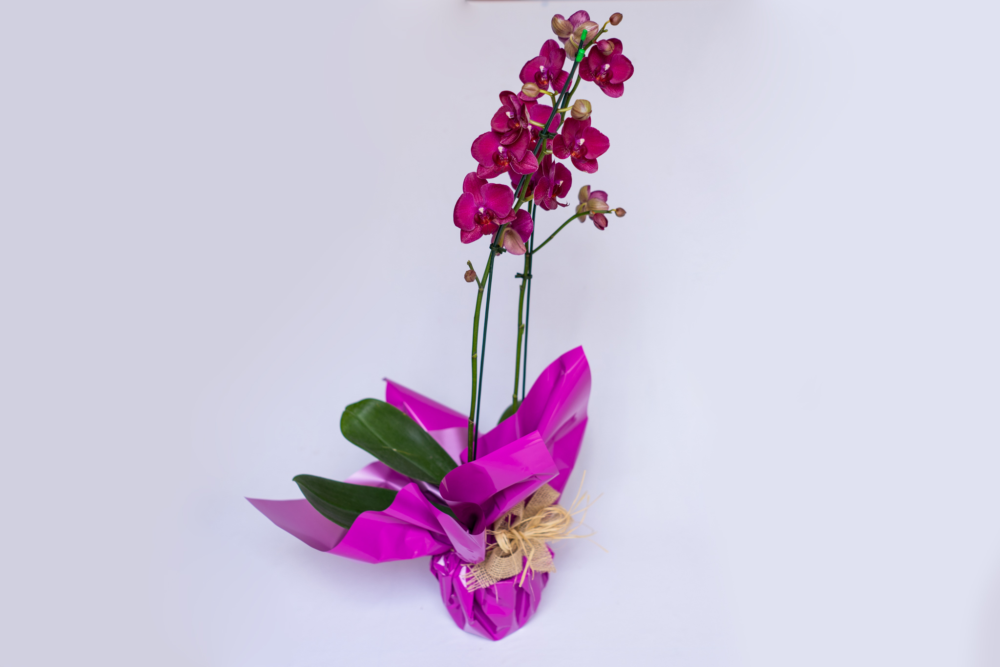 Orquídea Vaso Flor Plantada – Estância A